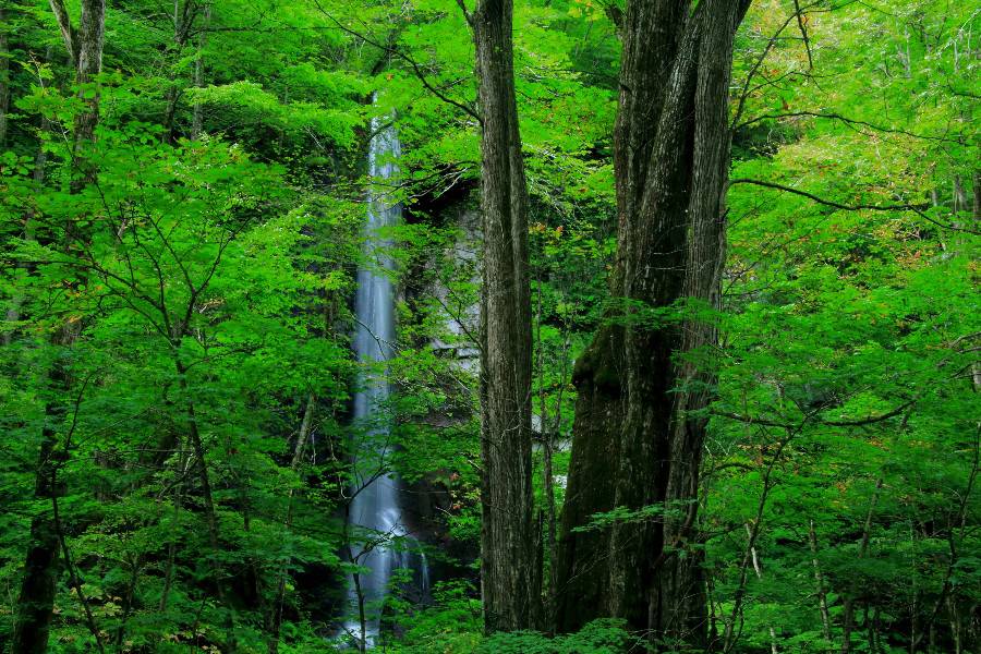 白糸の滝　（しらいとのたき）　【青森県十和田市】　《奥入瀬渓流》