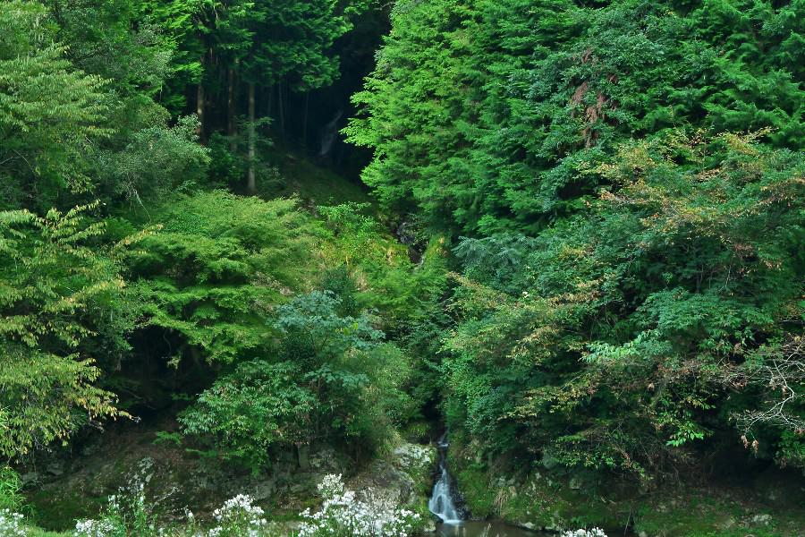 猪屋の滝（いのやのたき）【岡山県鏡野町】